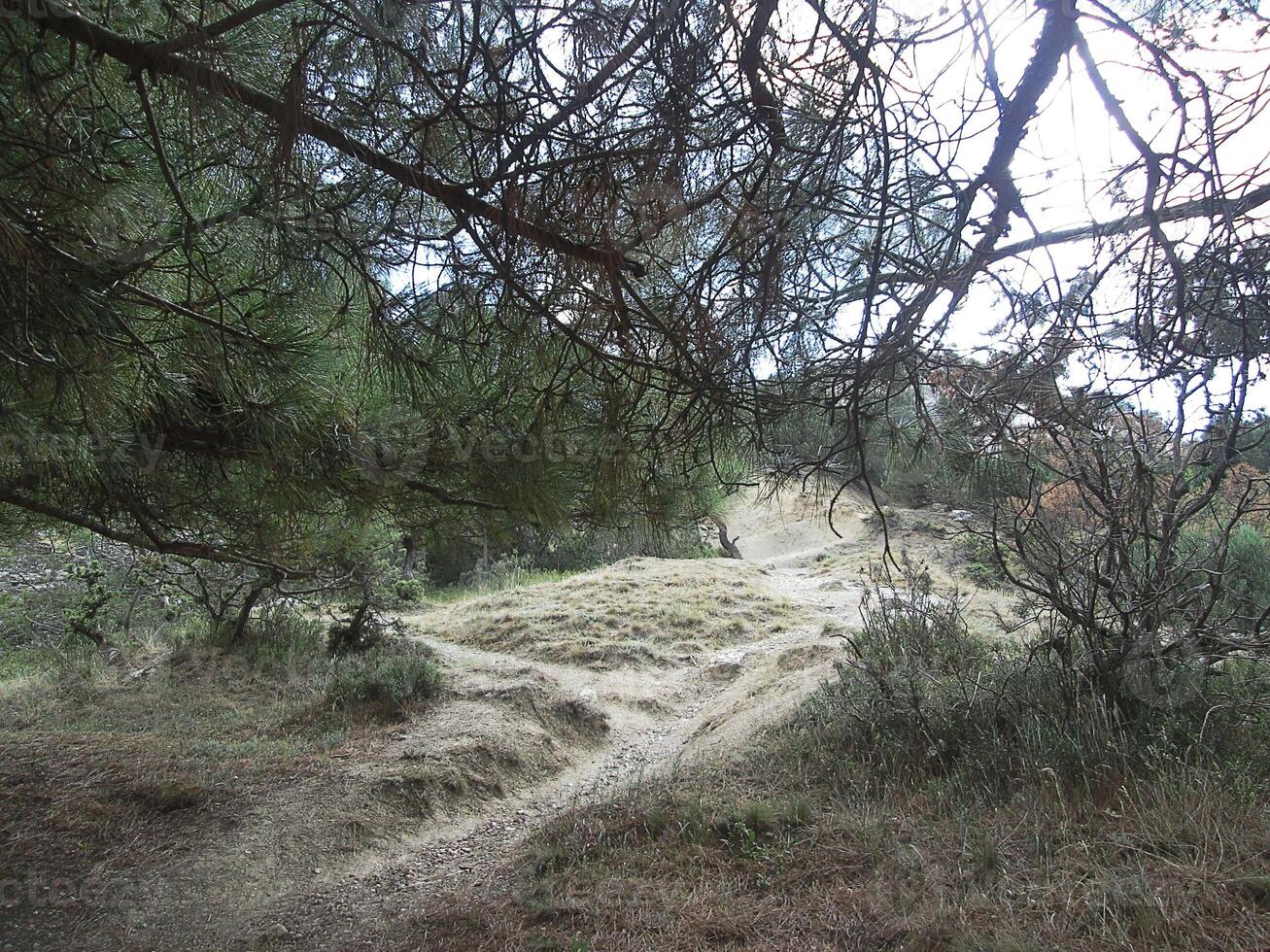 un excursionismo sendero dentro el montañas rodeado por un variedad de plantas. foto