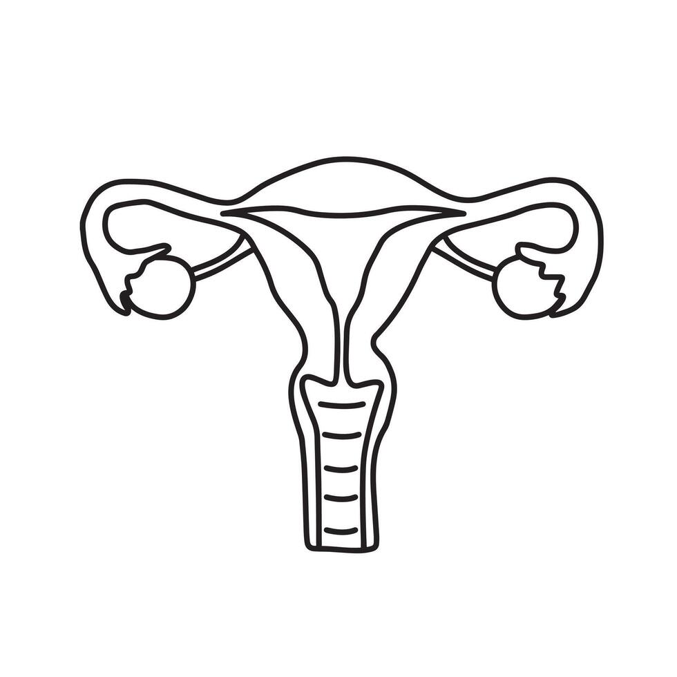 vector útero y ovarios humano hembra Organo reproducción sistema