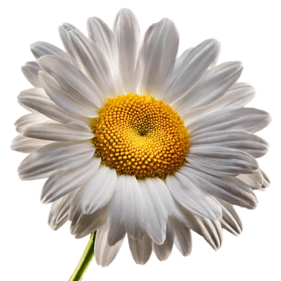 AI generated a closeup dandelion flower on isolated transparent background, macro shot png