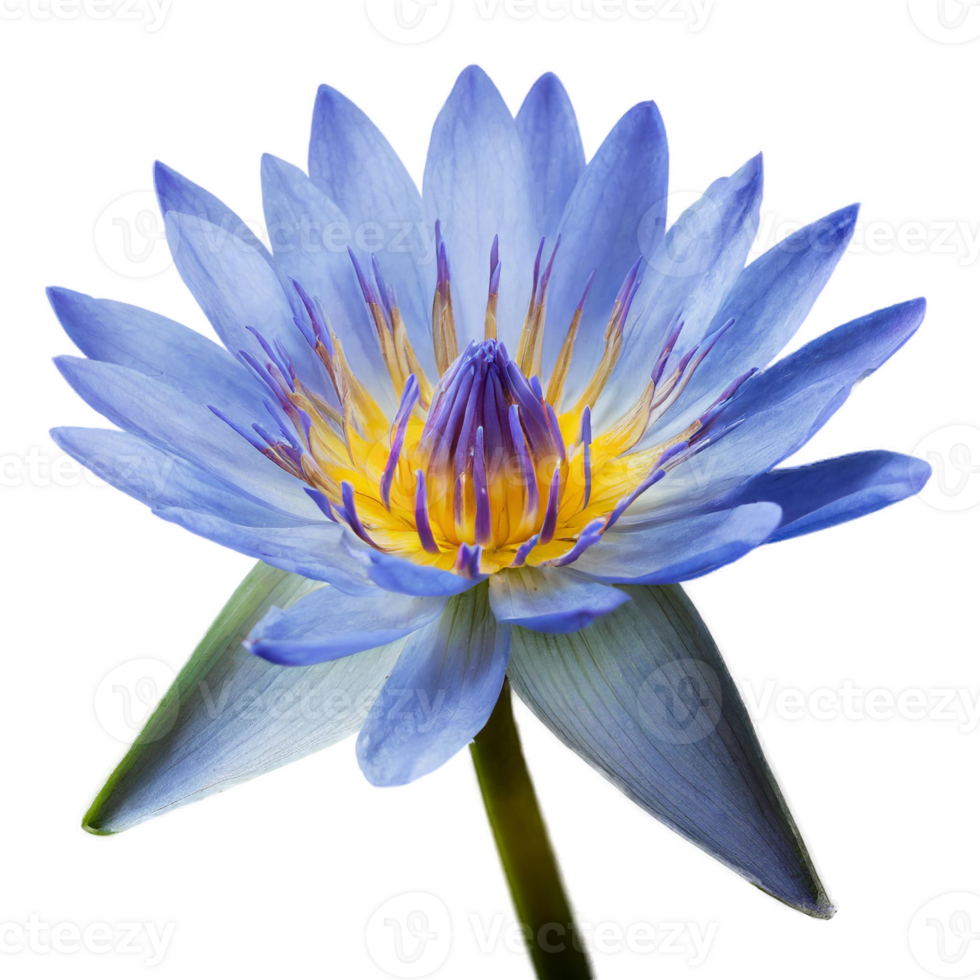 AI generated a close up blue lotus flower on isolated transparent background, macro shot png