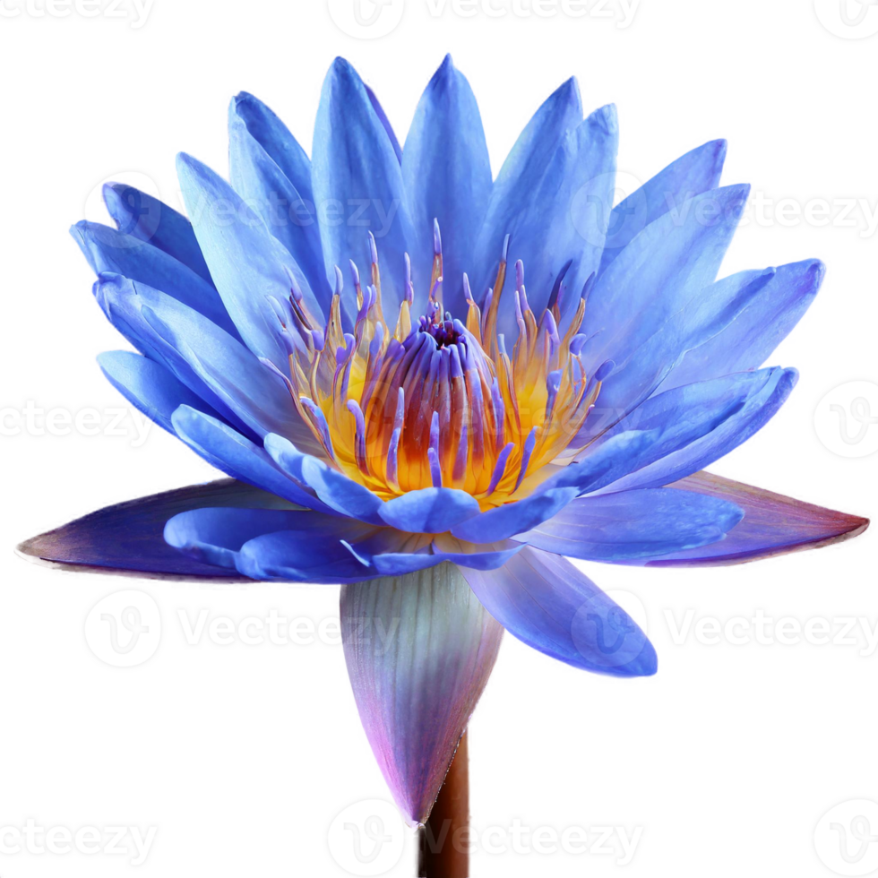 AI generated a blue lotus flower on isolated transparent background, macro shot png