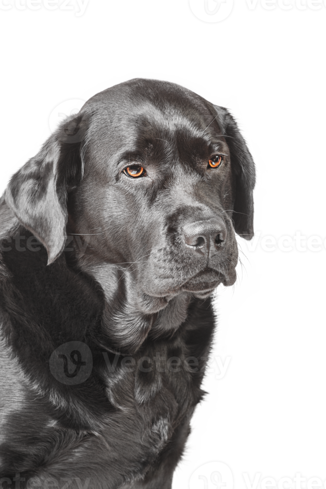 Image taken in a studio, black dog with brown eyes. Black labrador dog isolated. png