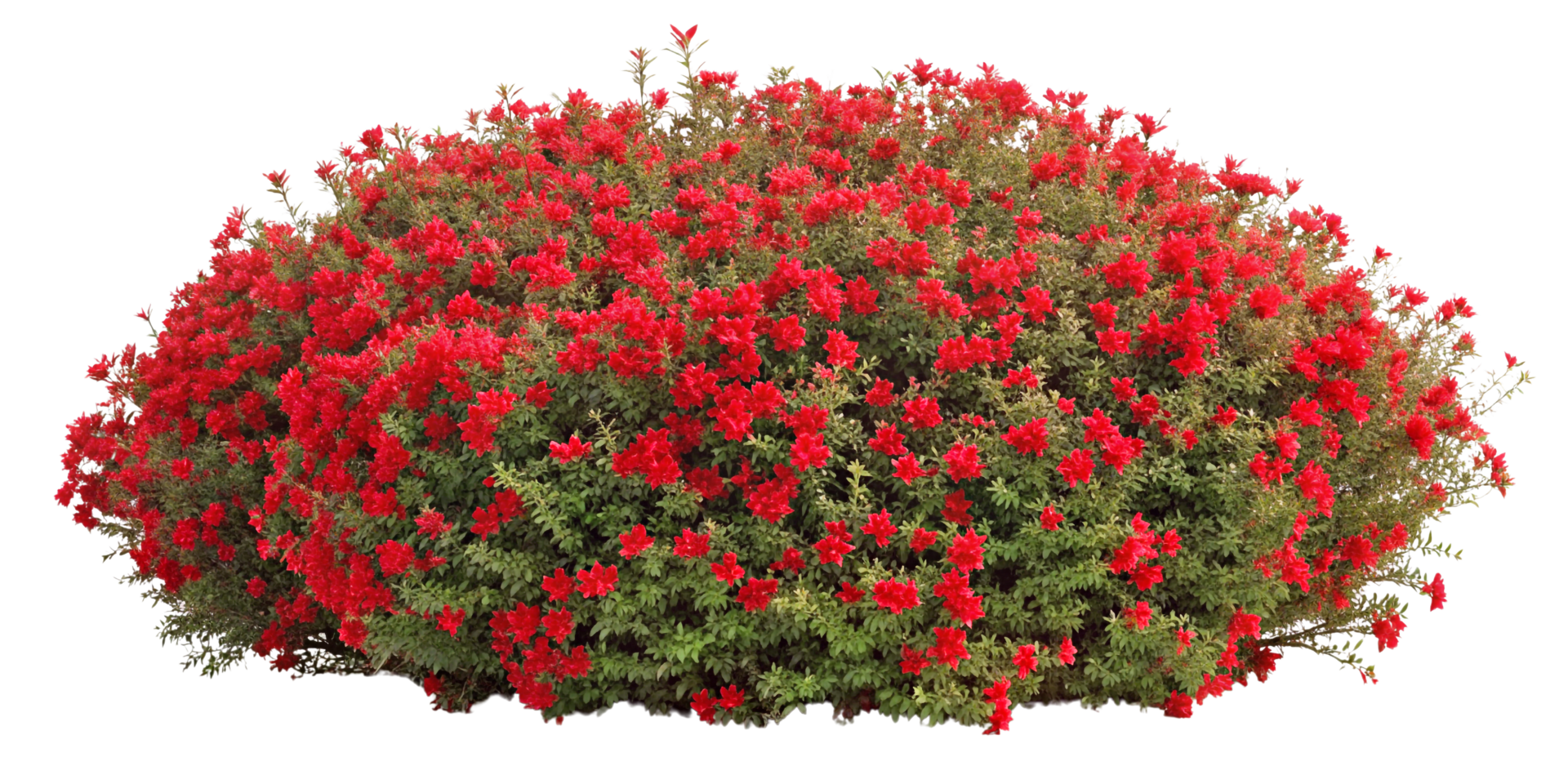 ai gerado uma arbusto do vermelho flores Cortar fora isolado png