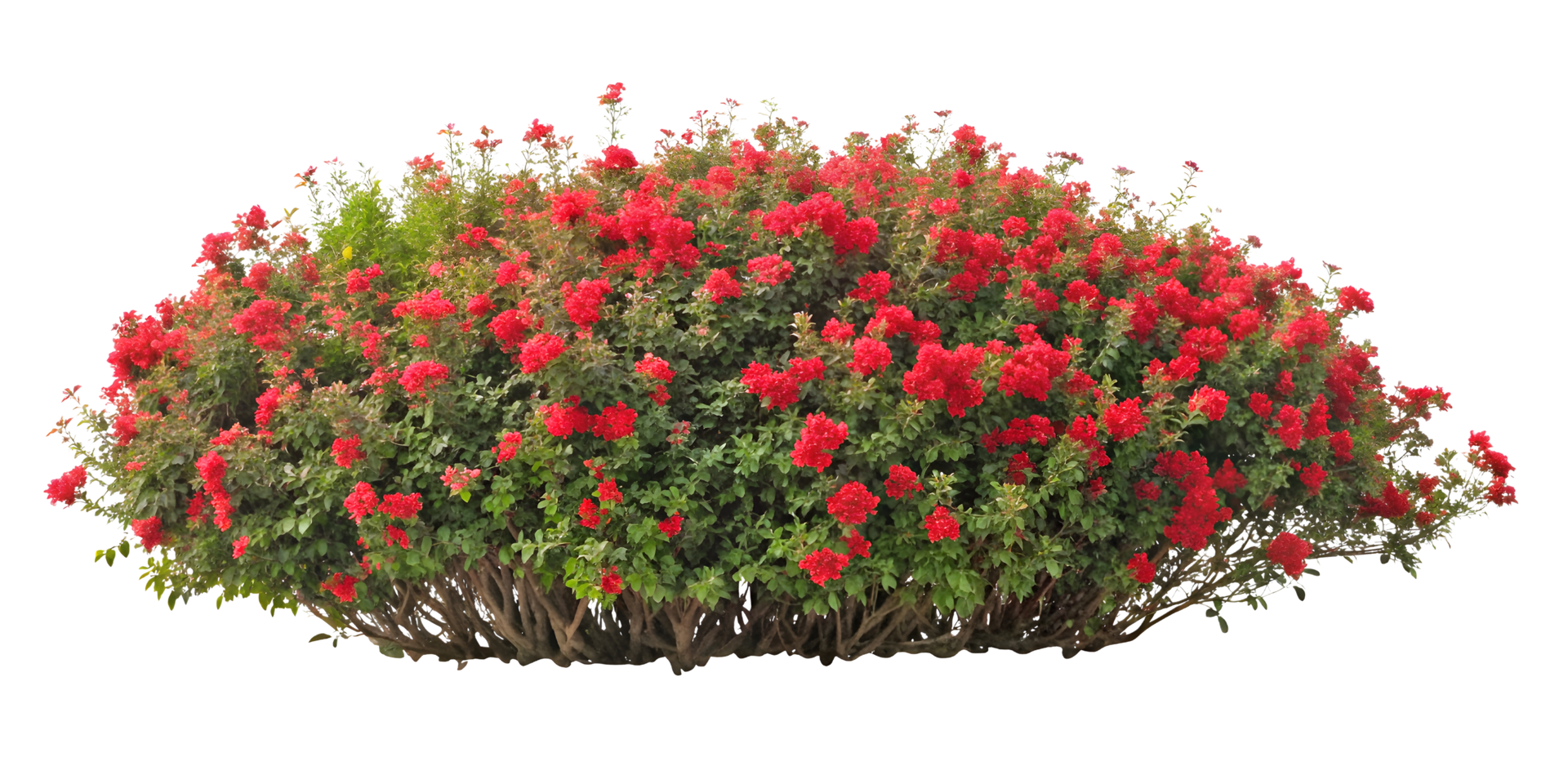AI generated A Cluster Of Red Flowers png