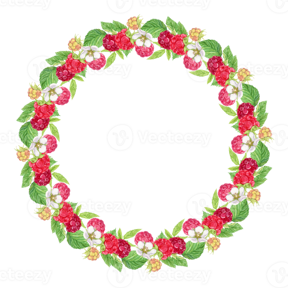 Raspberry wreath on a transparent background. Watercolor Ripe red berries, flowers, branches and leaves. Watercolor frame for the design of cards, invitations, stickers, labels. png