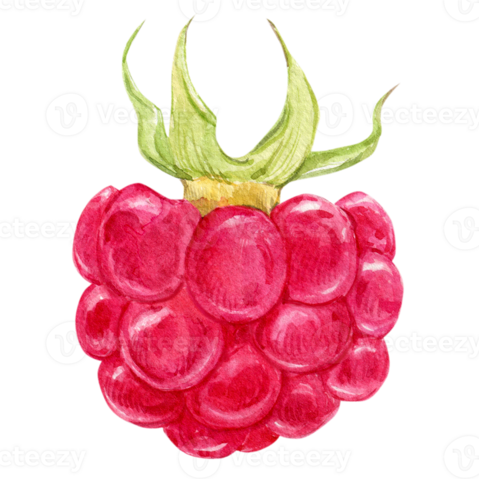 Raspberries on a transparent background, watercolor illustration. One red berry, ripe organic product. Seasonal plant, source of vitamins, healthy diet. Vegetarian food. For packaging and label design png