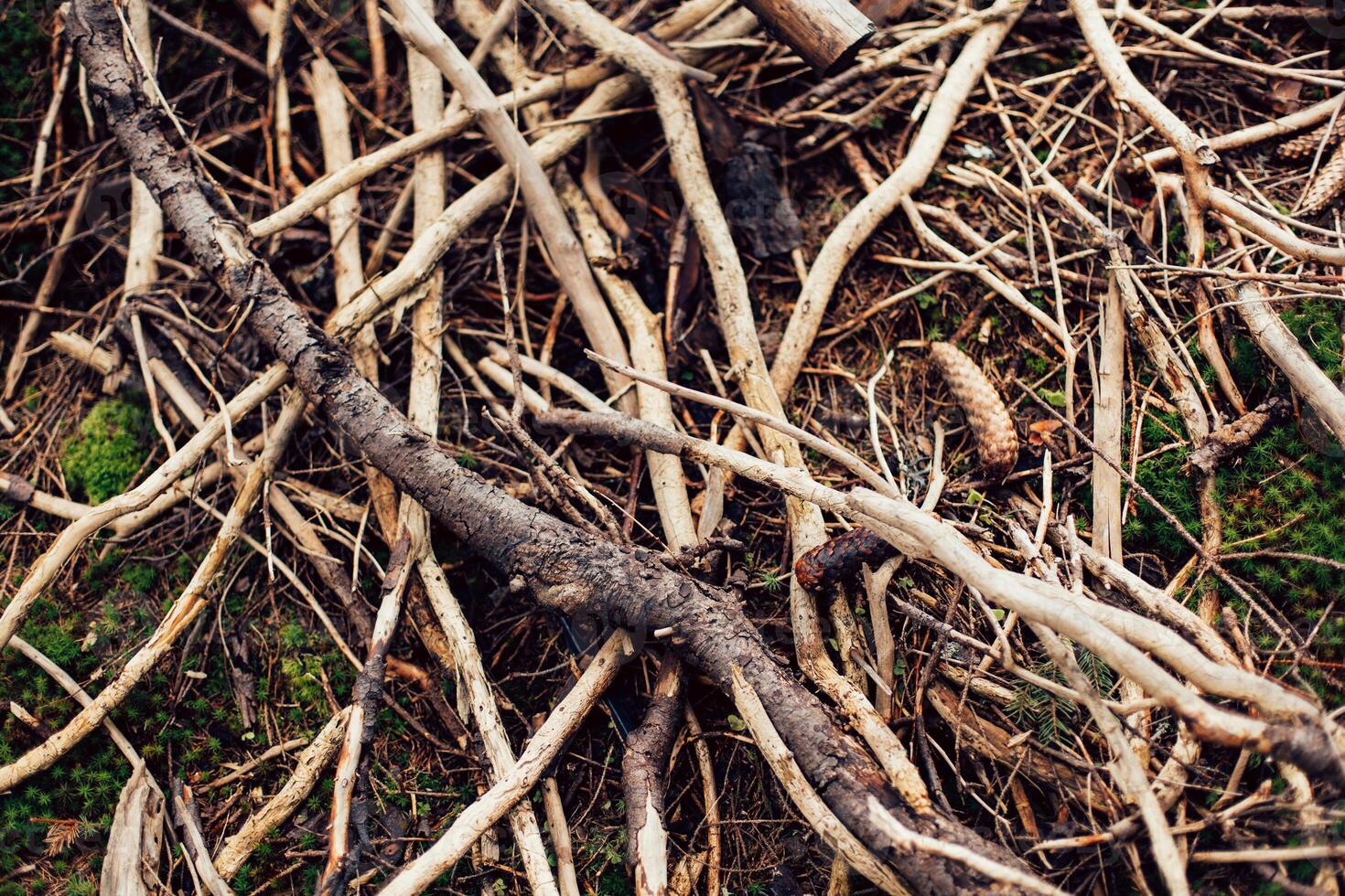 Roots of old tree without ground - organic background photo