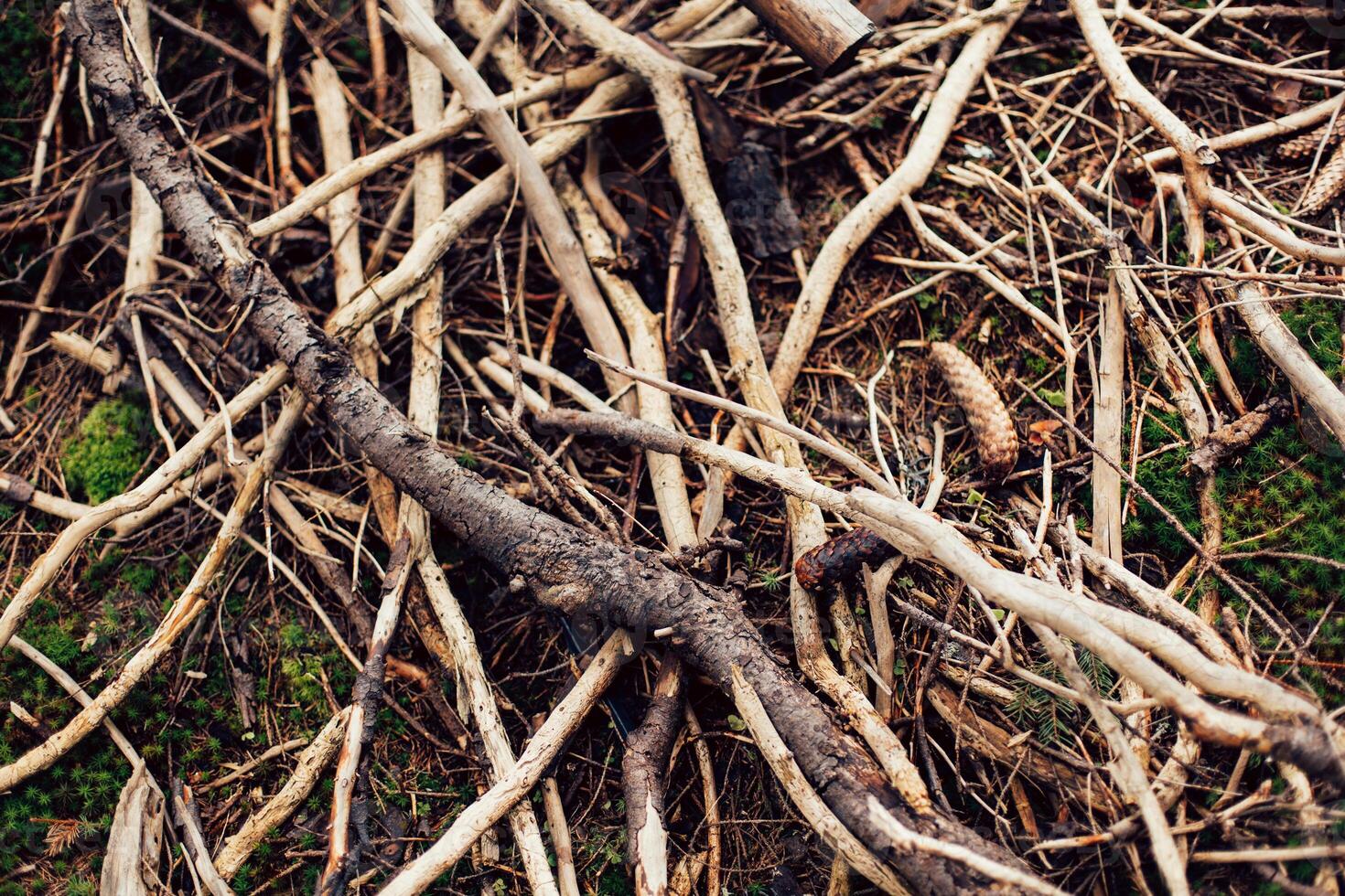 raíces de antiguo árbol sin suelo - orgánico antecedentes foto