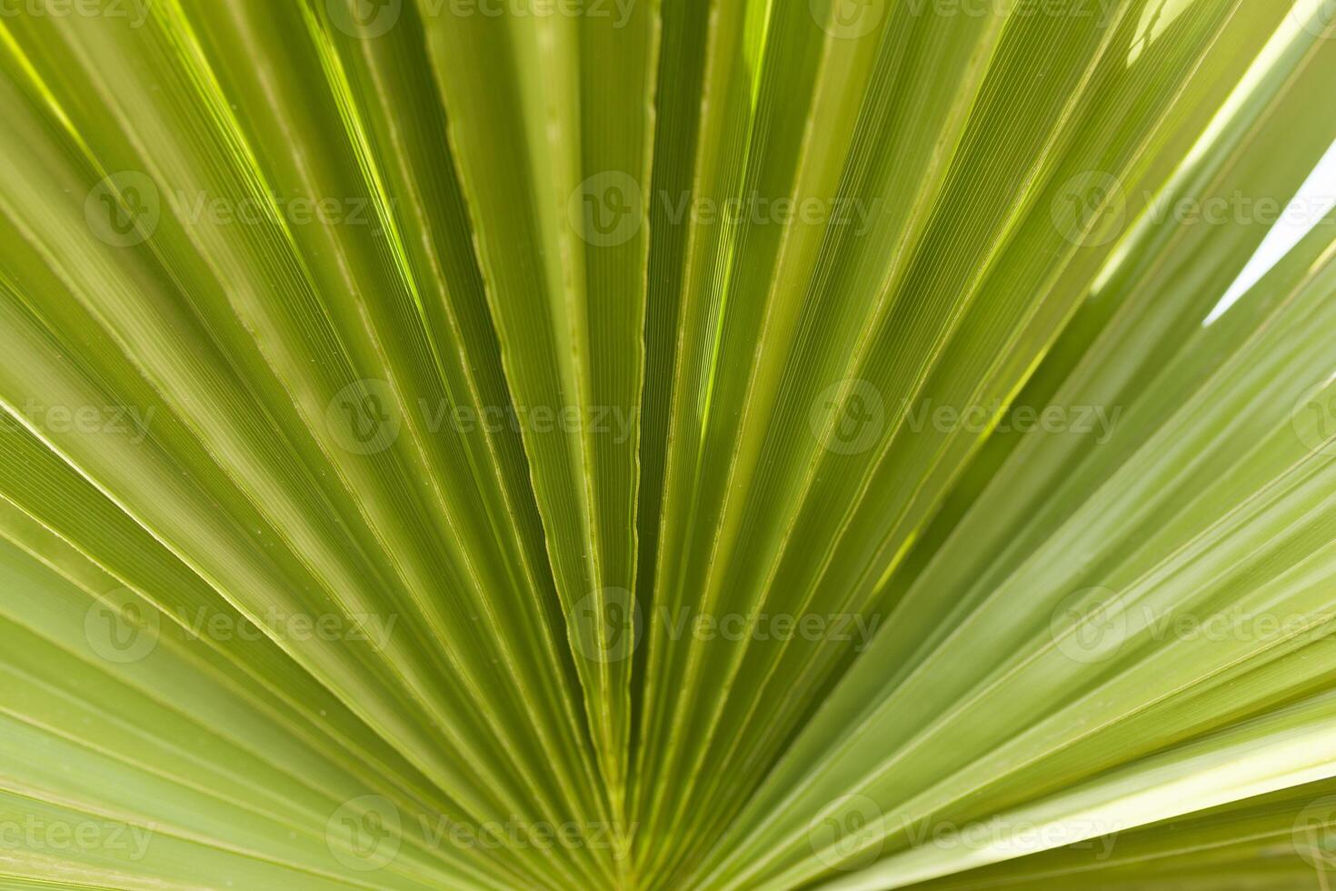 Striped of palm leaf abstract green texture background photo