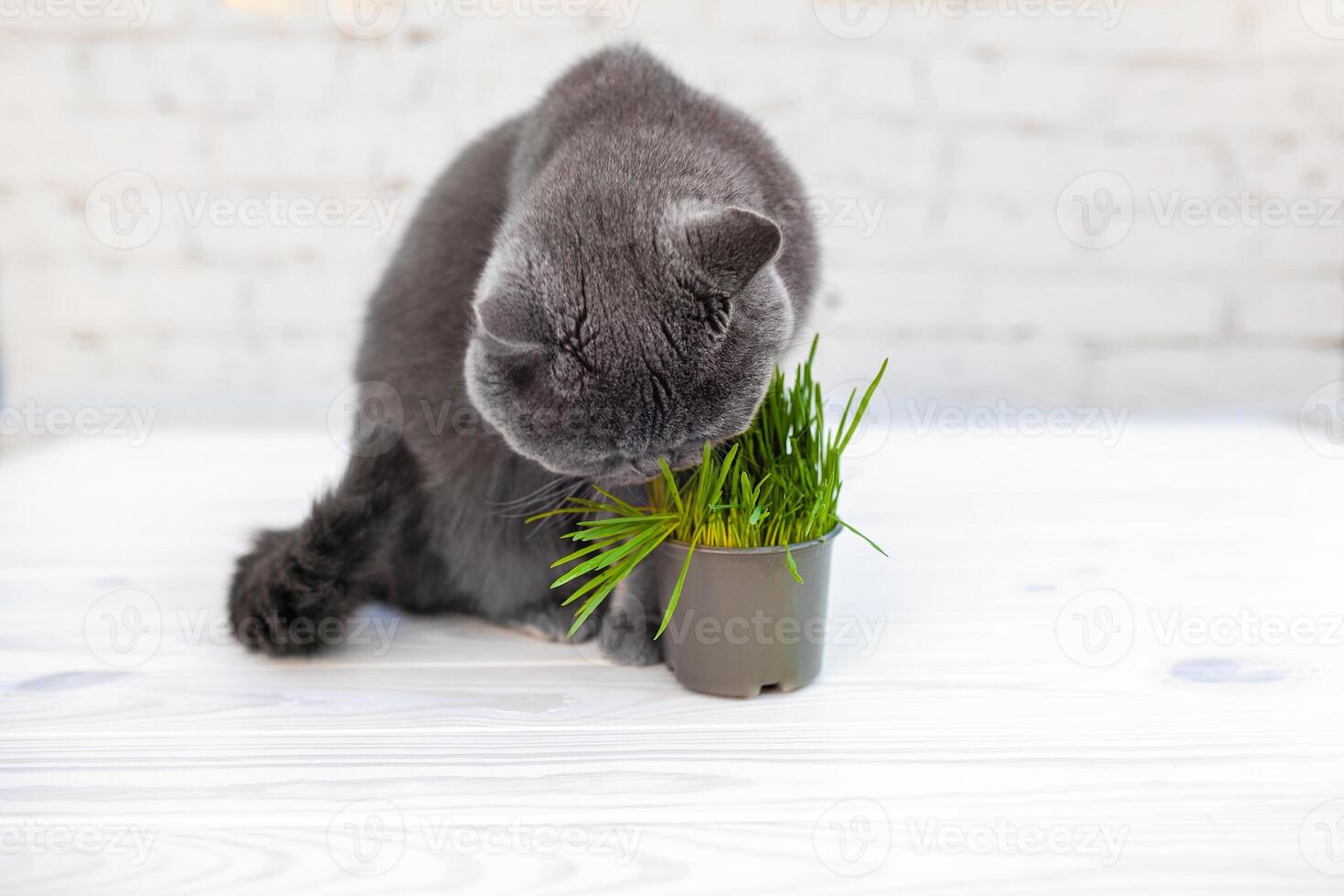 British Shorthair cat He eats useful vitamin-rich grass in a pot from a pet shop. photo