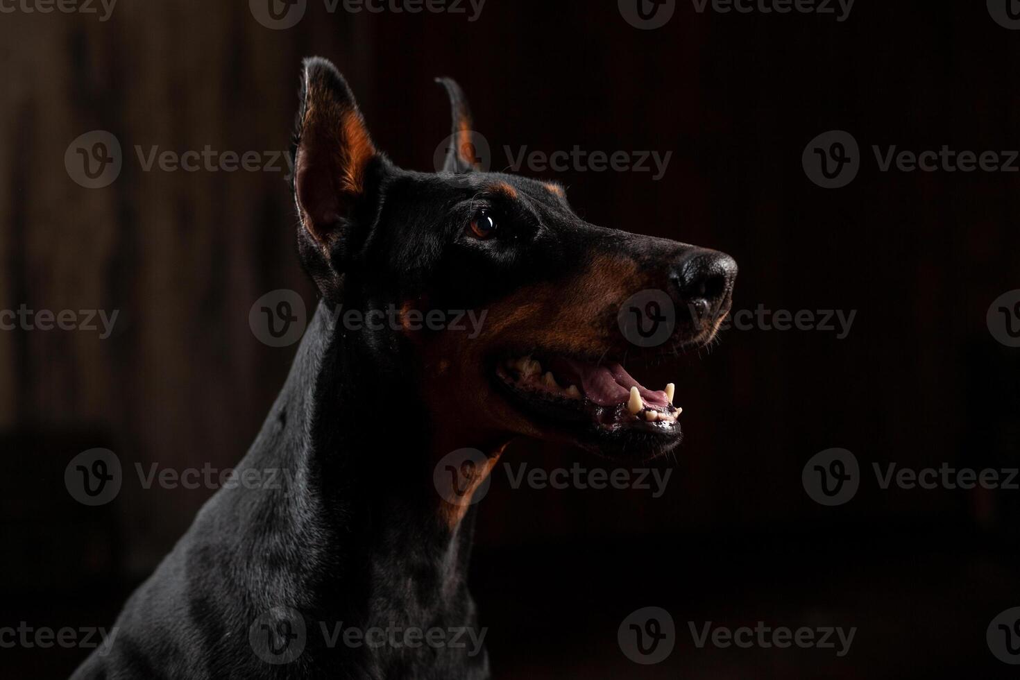 Close-up Funny Portrait of Doberman Dog with big nose Stare in Camera in Camera on isolated Black background photo