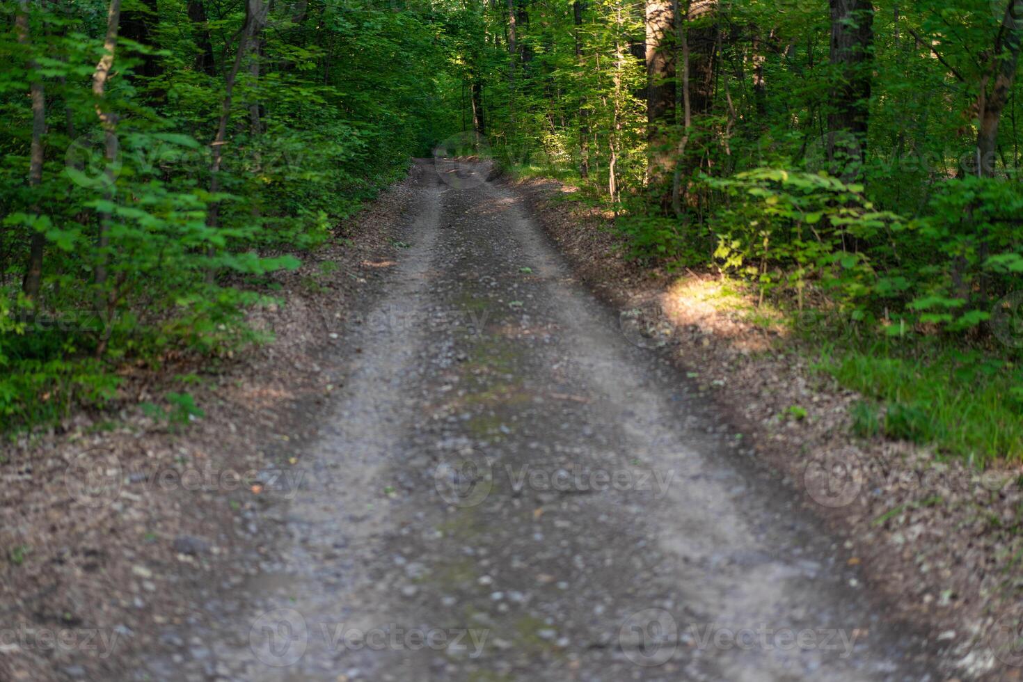 Old dirt road in a green summer forest. photo