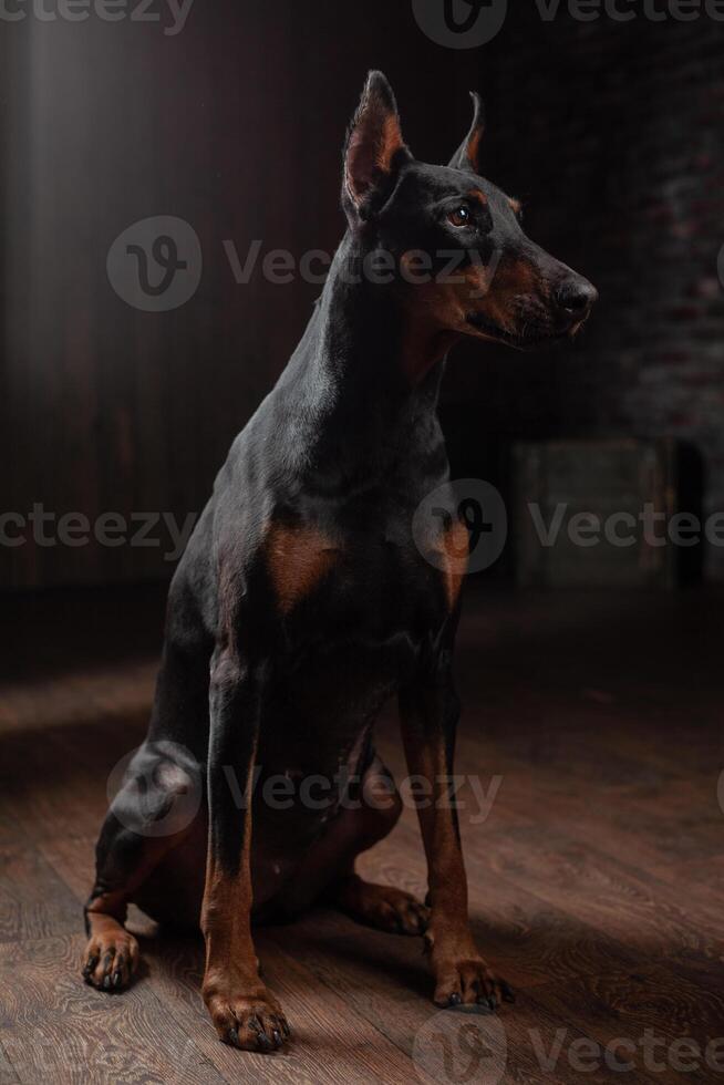 retrato de caballero en el oscuro antecedentes foto