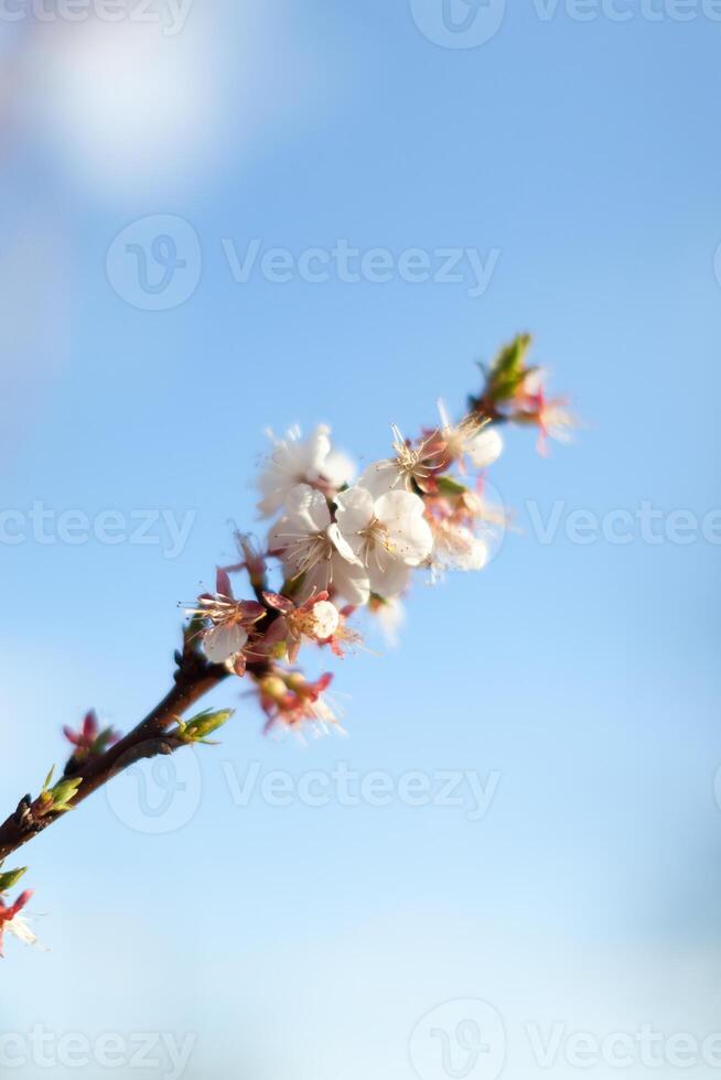 A close up look of branches of pink blossoms under pure blue sky photo