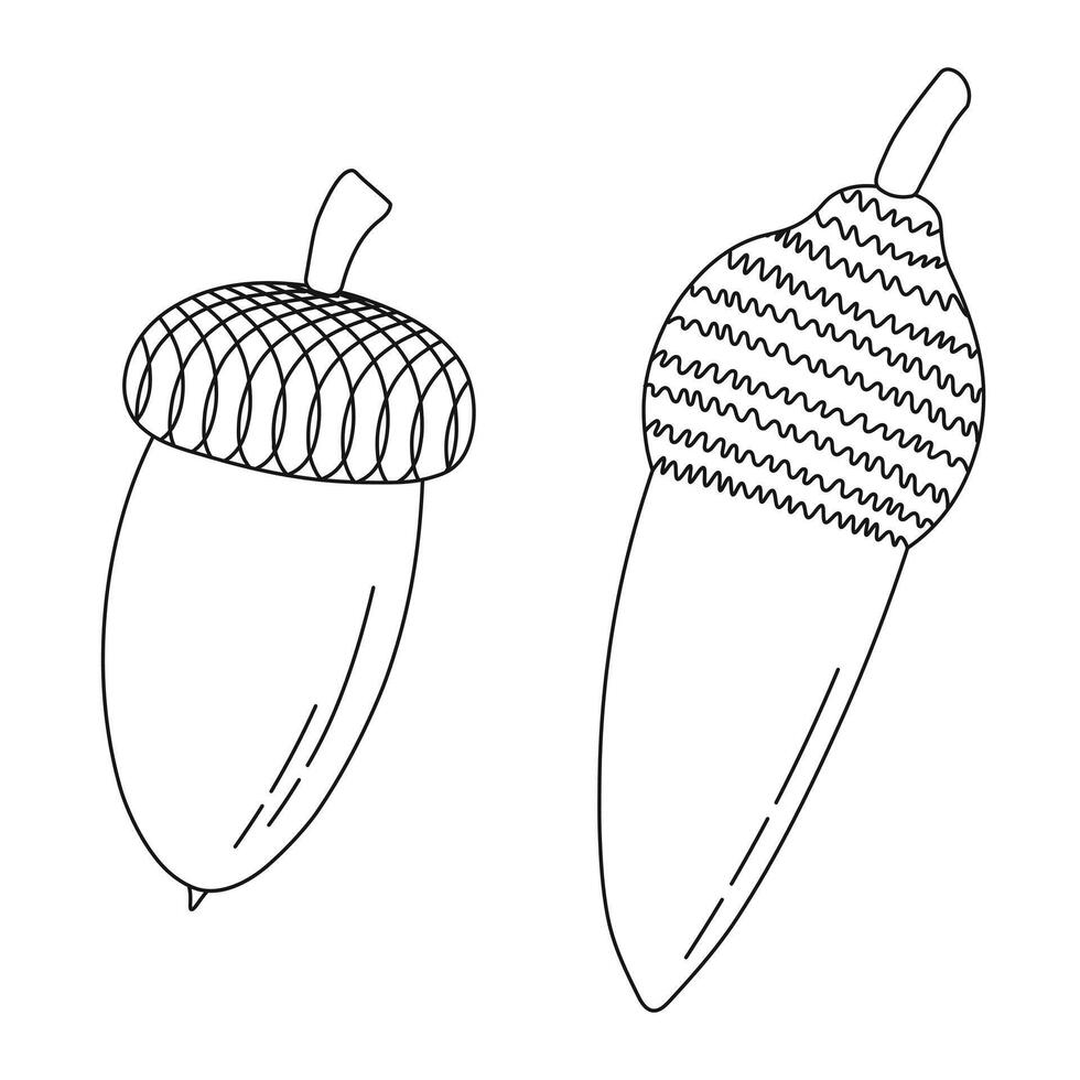 Line sketch of oak acorns and caps, isolated vector