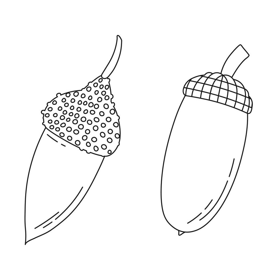Line sketch of oak acorns and caps, isolated vector