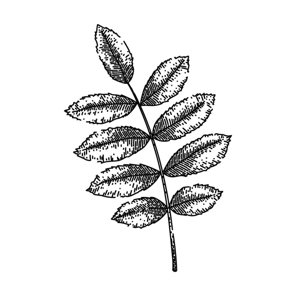 rowan autumn leaf sketch hand drawn vector