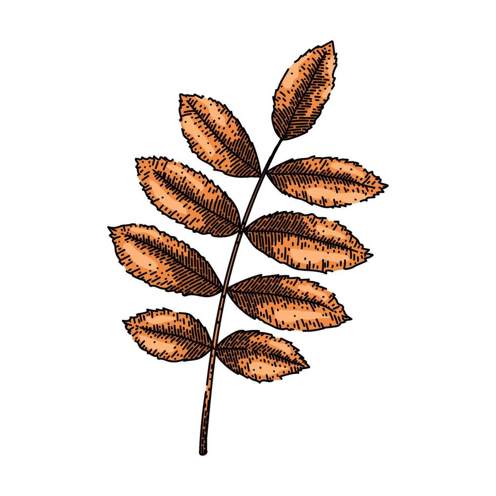 rowan autumn leaf sketch hand drawn vector