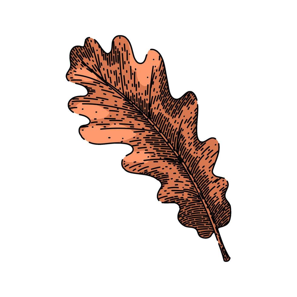 roble otoño hoja bosquejo mano dibujado vector