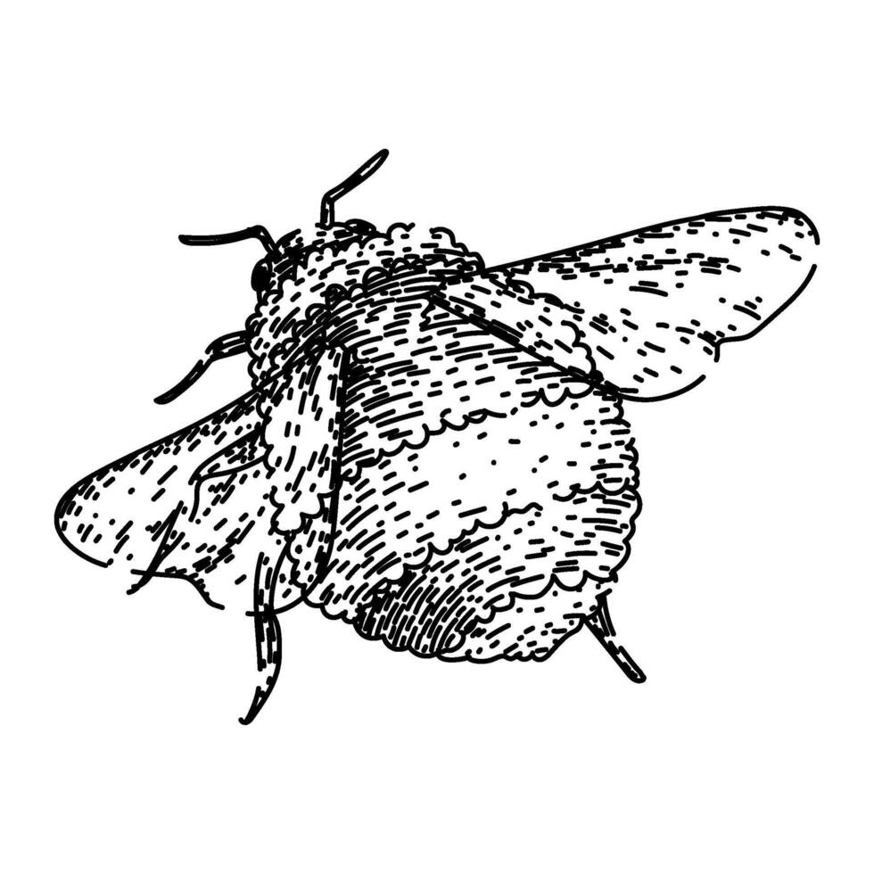 pollinate bee sketch hand drawn vector
