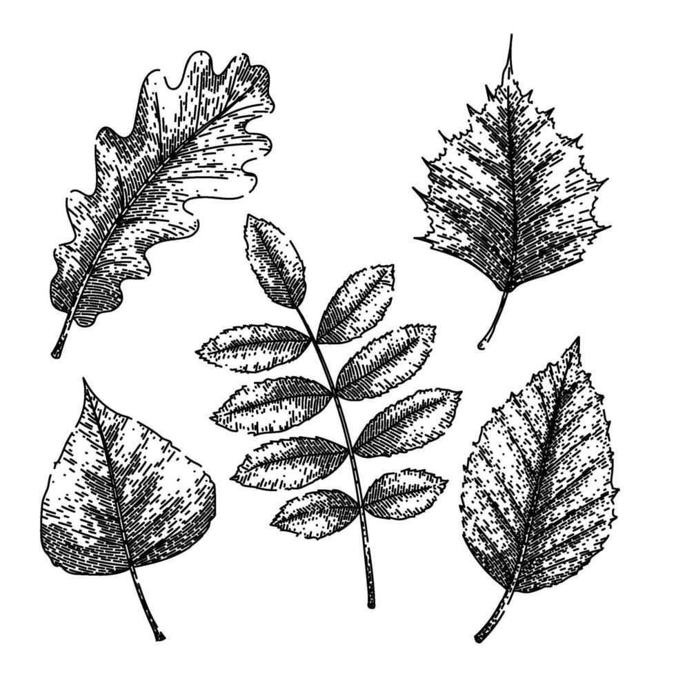 autumn leaf set sketch hand drawn vector