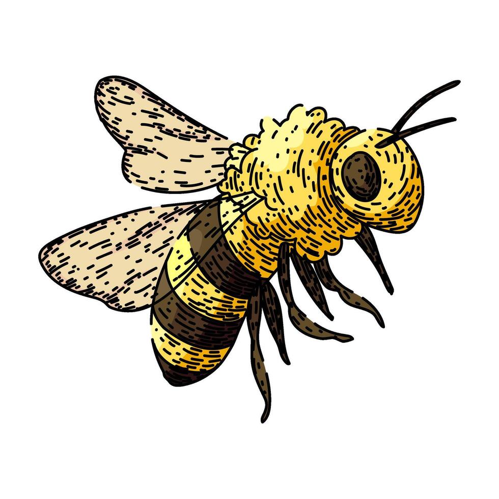 miel abeja bosquejo mano dibujado vector