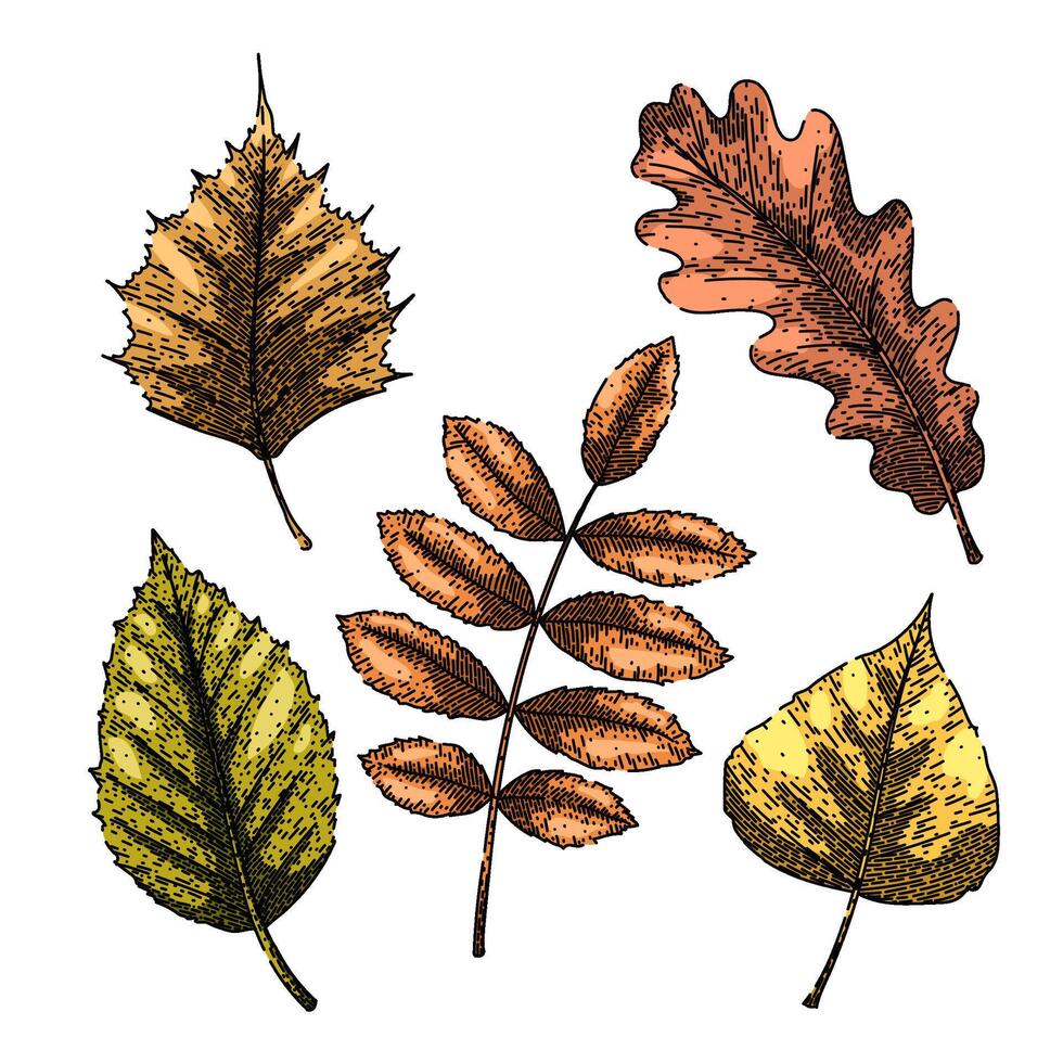 otoño hoja conjunto bosquejo mano dibujado vector