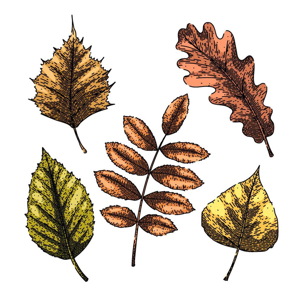 autumn leaf set sketch hand drawn vector