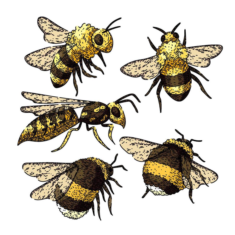 abeja conjunto bosquejo mano dibujado vector