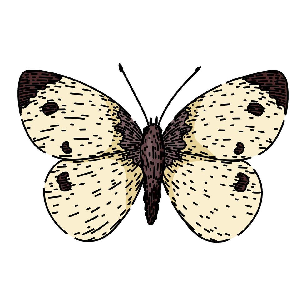 silueta mariposa bosquejo mano dibujado vector