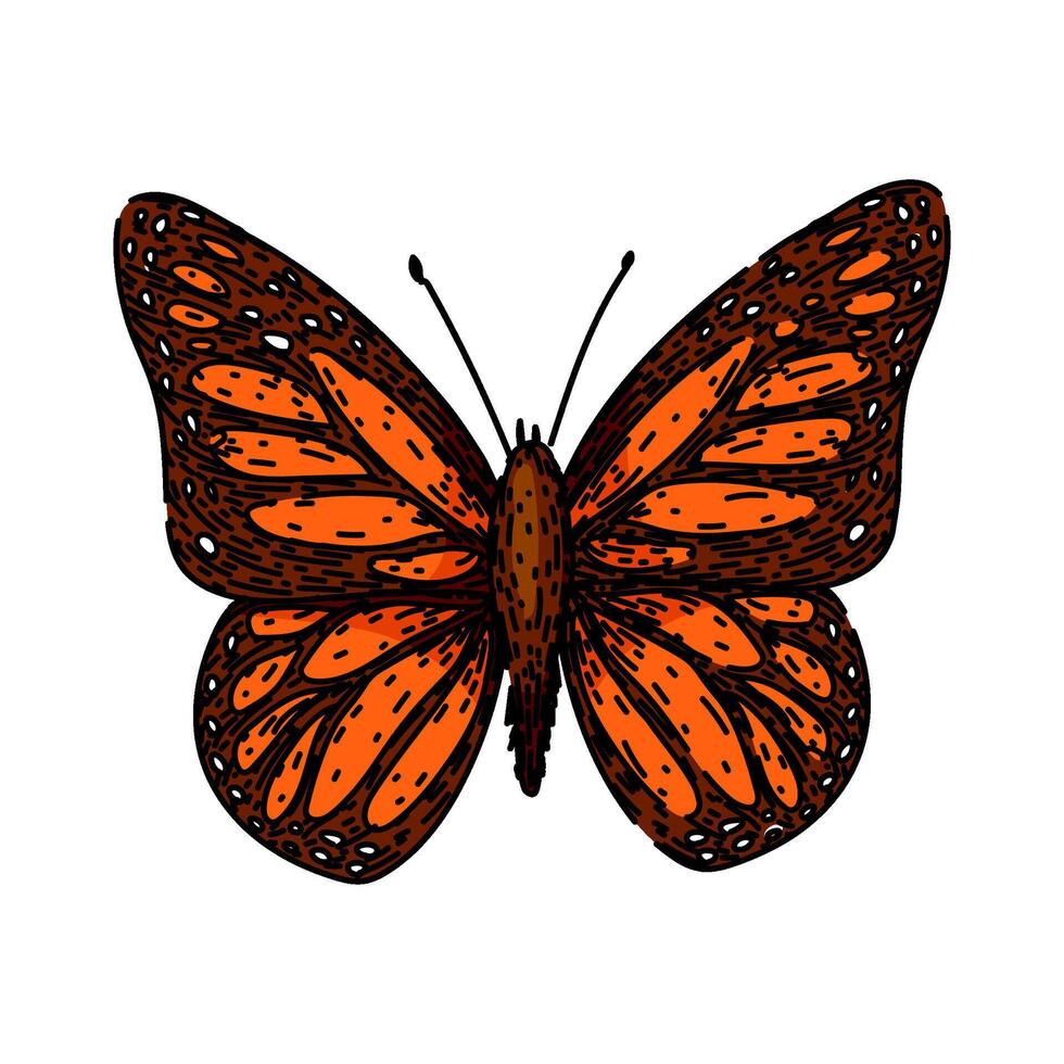 color butterfly sketch hand drawn vector