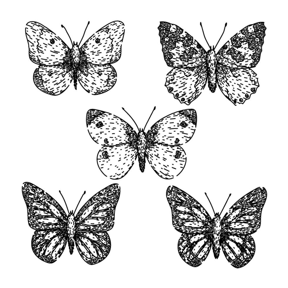 butterfly set sketch hand drawn vector