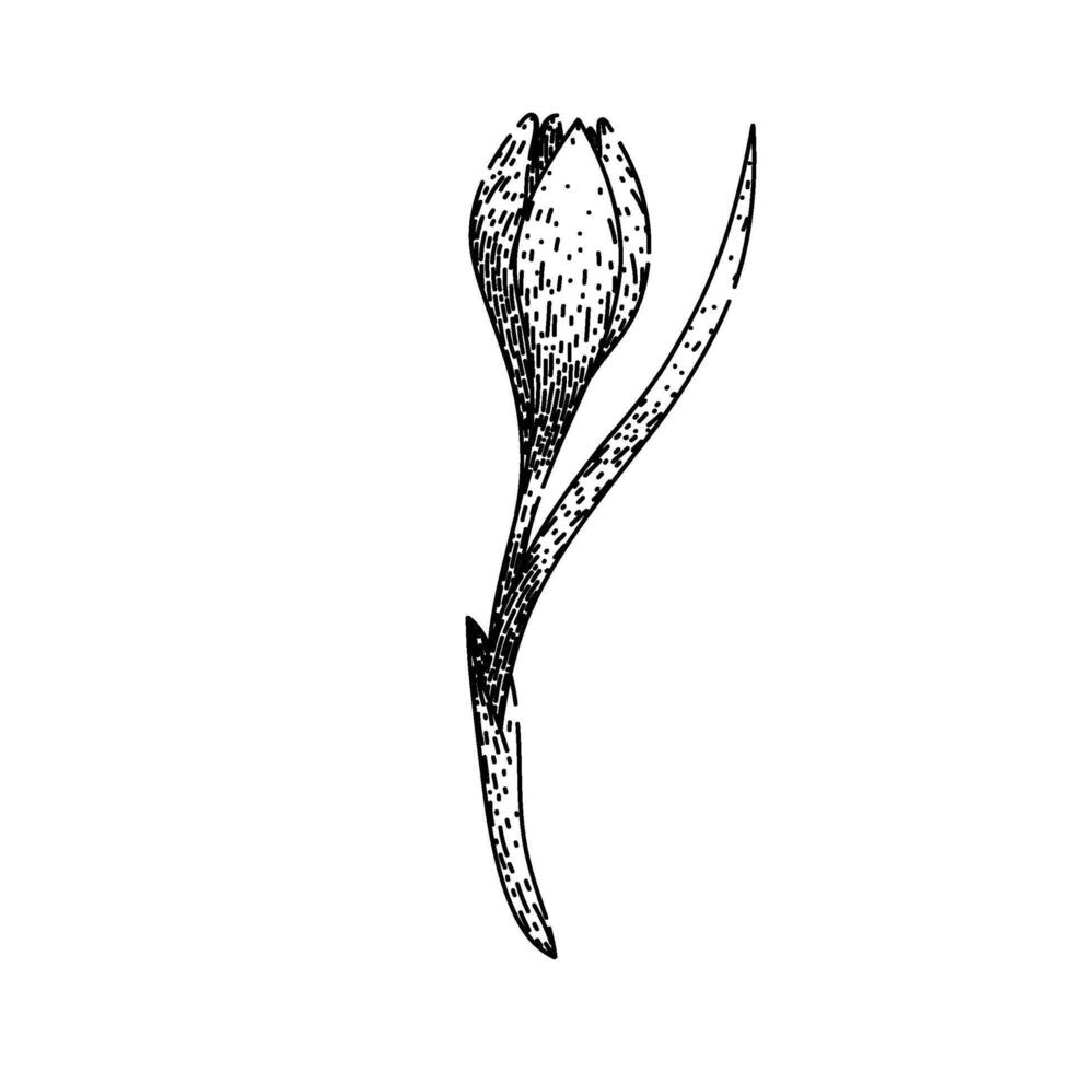 flower crocus sketch hand drawn vector