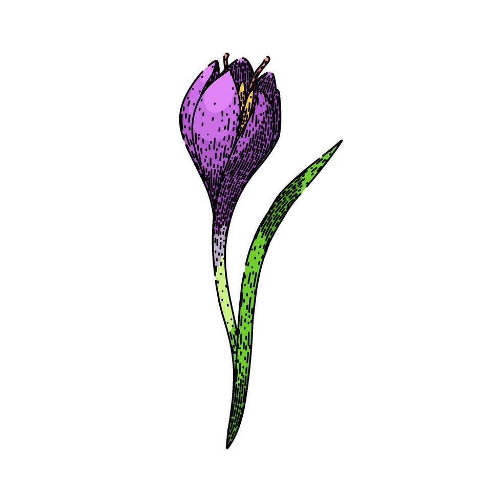 garden crocus sketch hand drawn vector