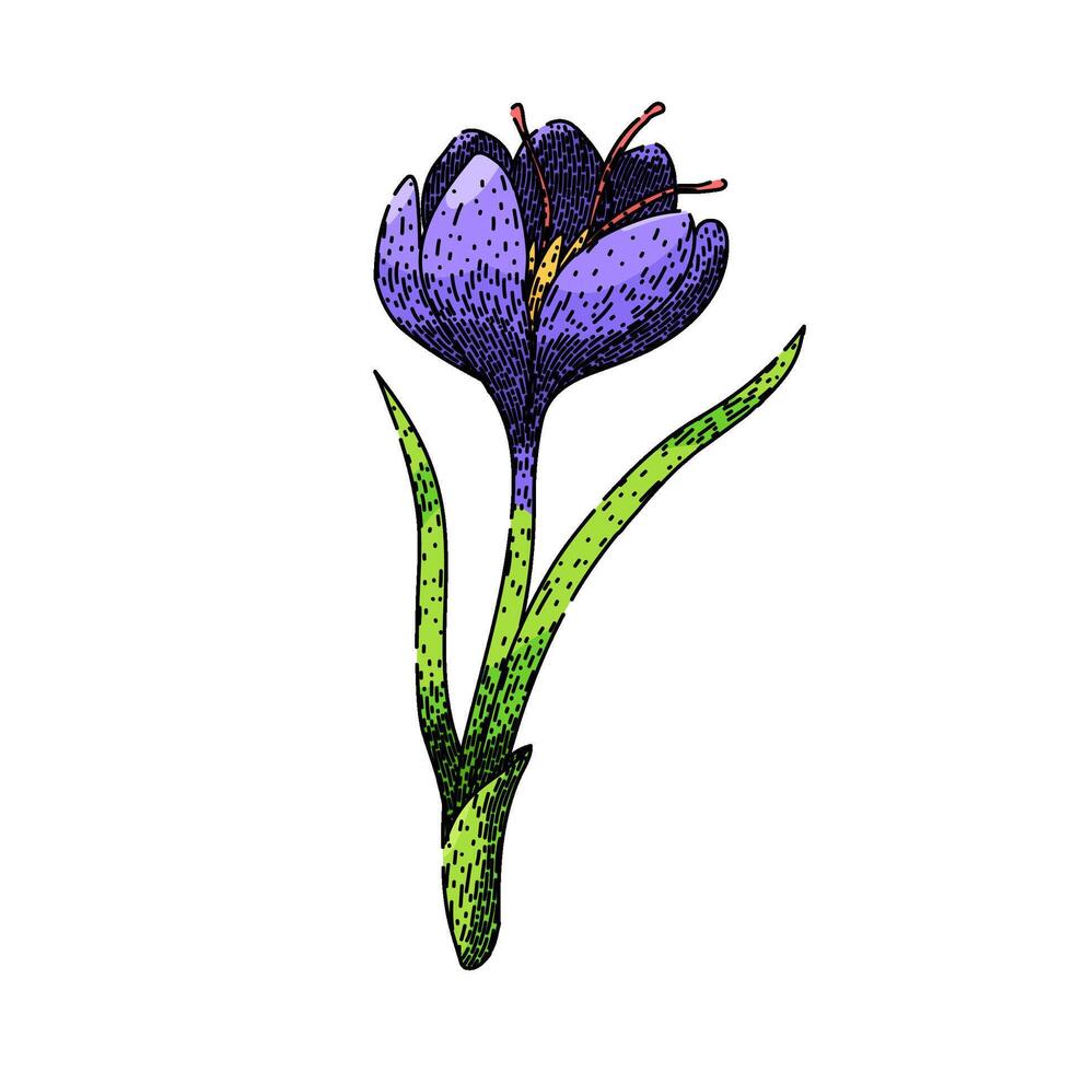 crocus crocus sketch hand drawn vector