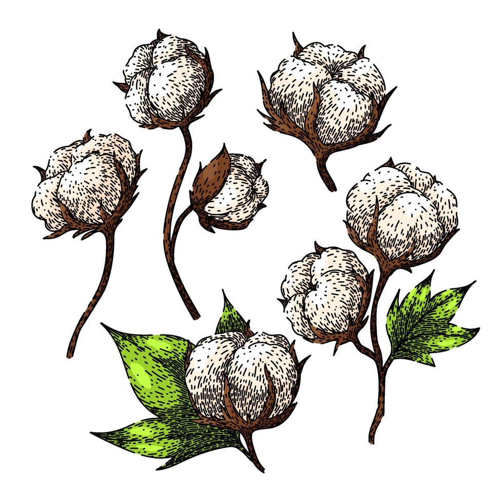 cotton plant set sketch hand drawn vector