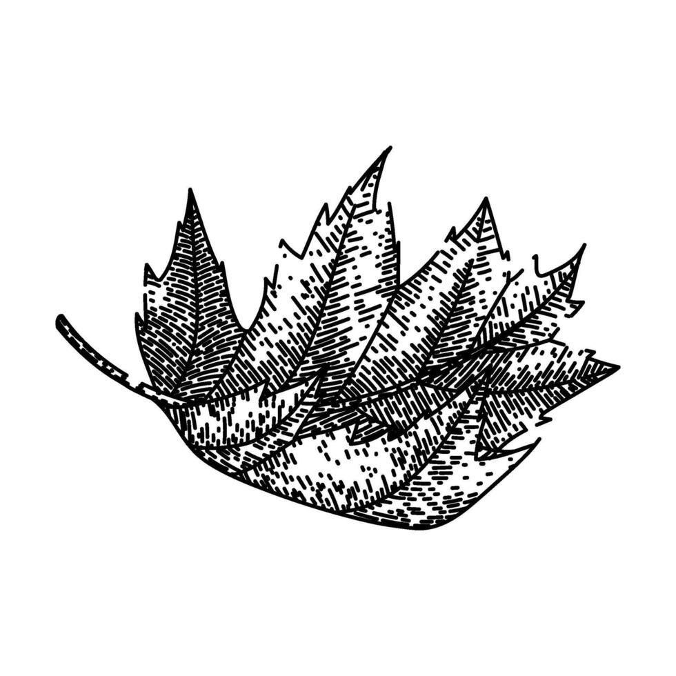 leaves maple leaf sketch hand drawn vector