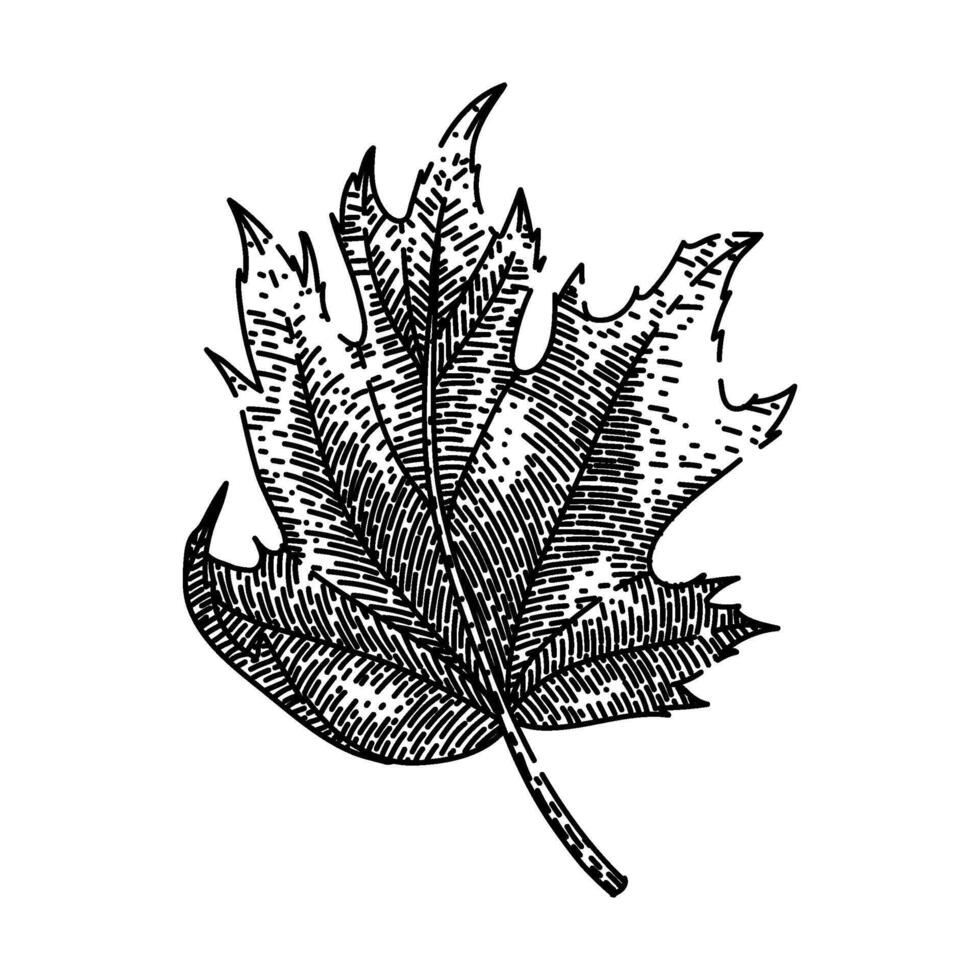 autumn maple leaf sketch hand drawn vector