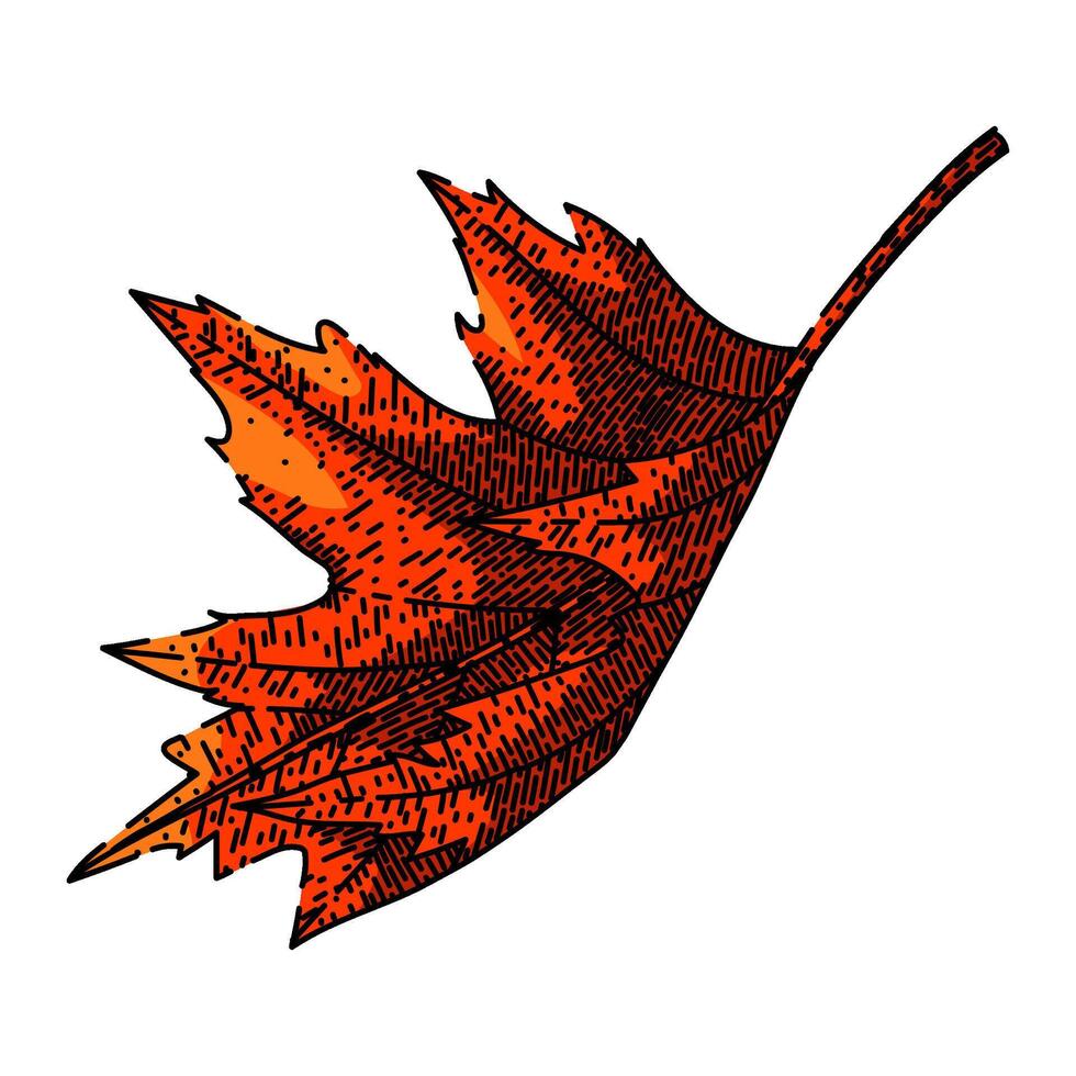 maple leaf sketch hand drawn vector