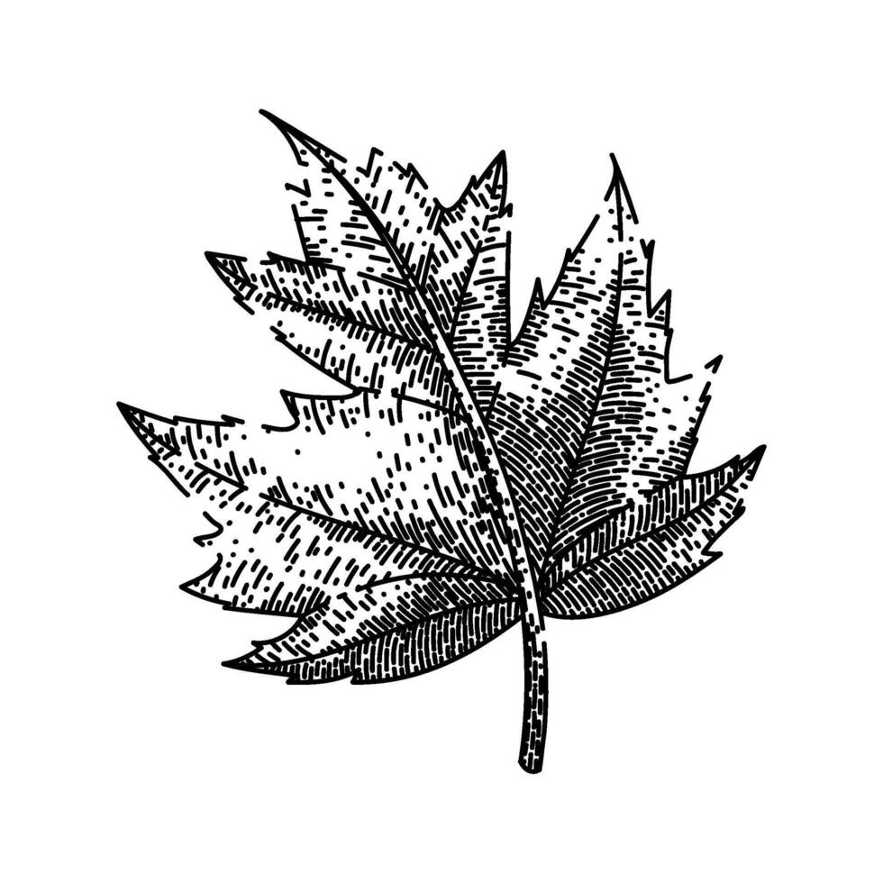 green maple leaf sketch hand drawn vector