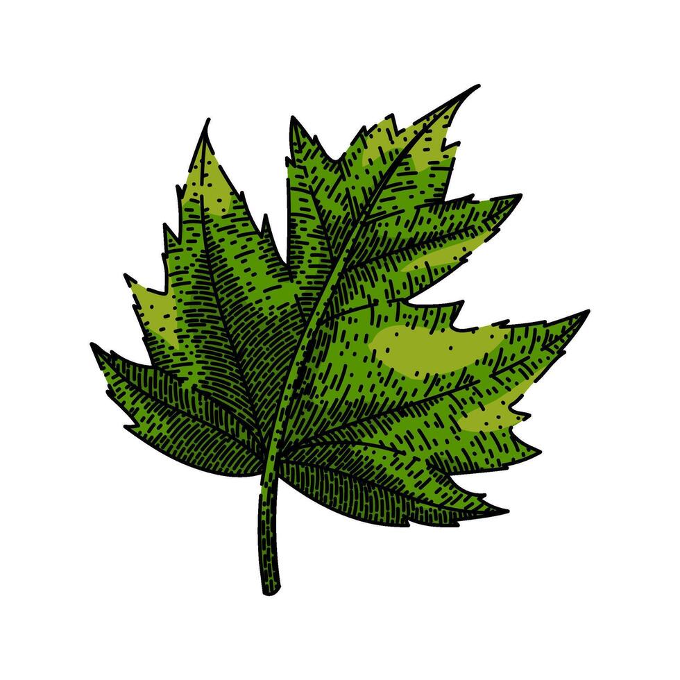 green maple leaf sketch hand drawn vector
