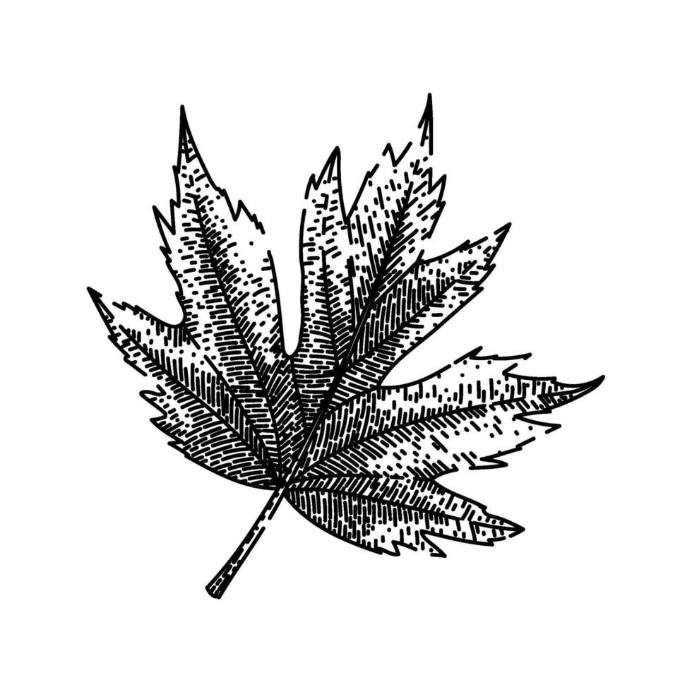 maple leaf sketch hand drawn vector