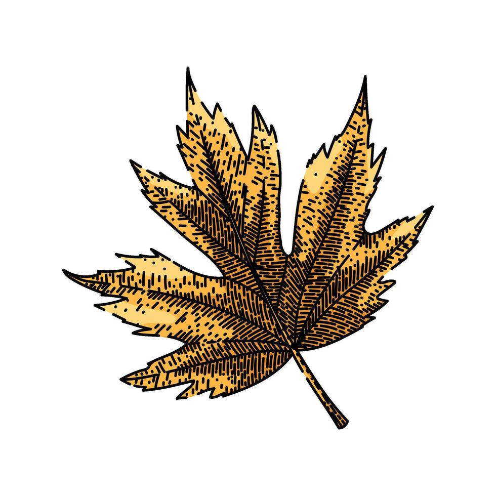 maple leaf sketch hand drawn vector