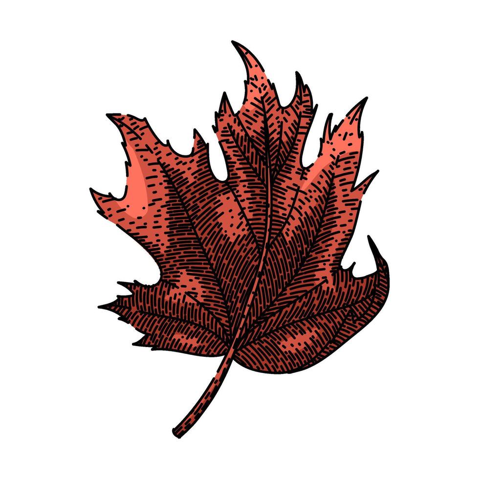 autumn maple leaf sketch hand drawn vector