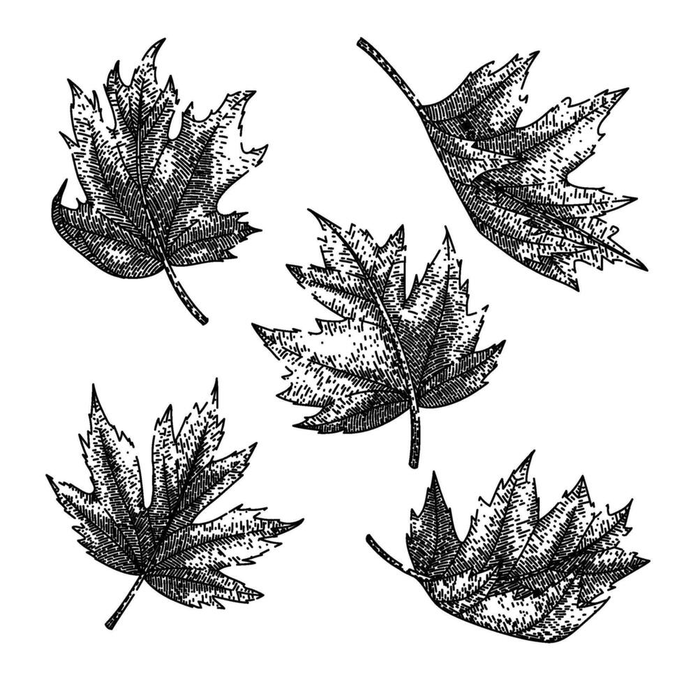 maple leaf set sketch hand drawn vector