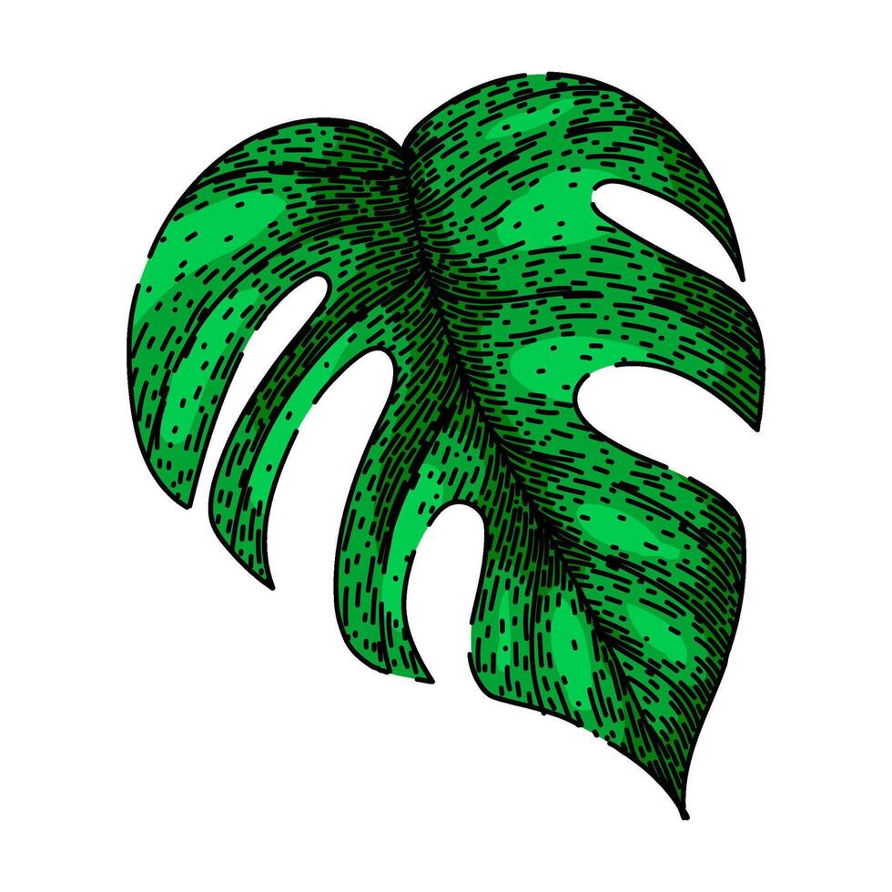 palm monstera leaf sketch hand drawn vector