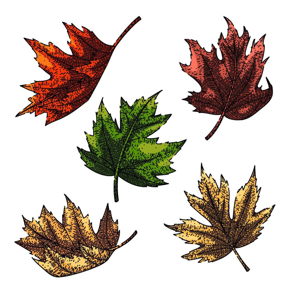 maple leaf set sketch hand drawn vector