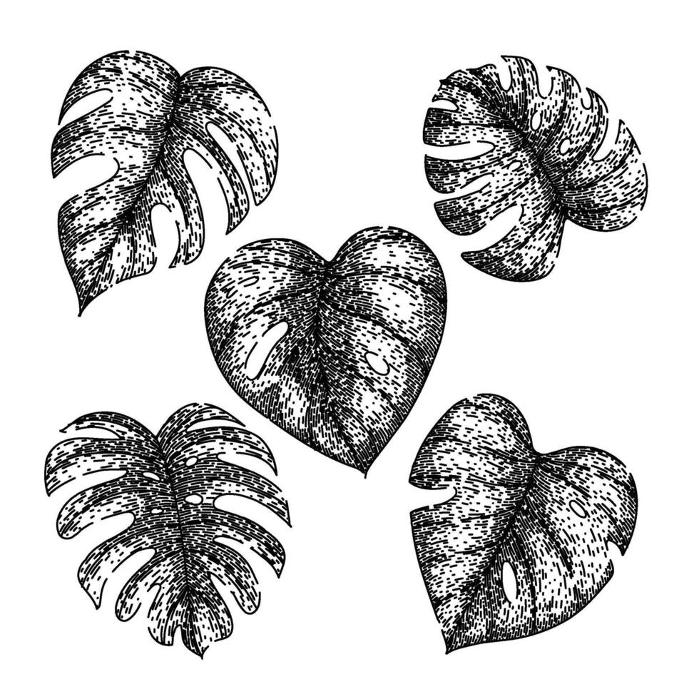 monstera leaf set sketch hand drawn vector