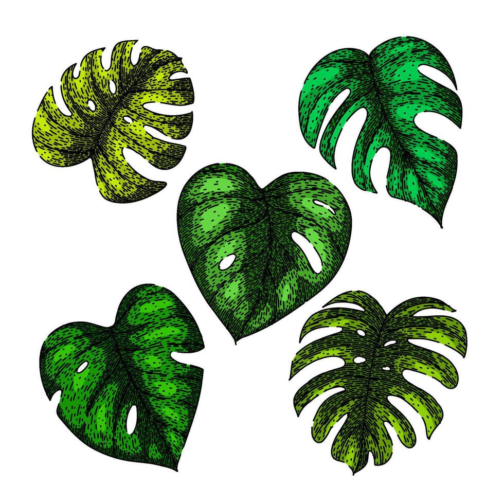 monstera leaf set sketch hand drawn vector