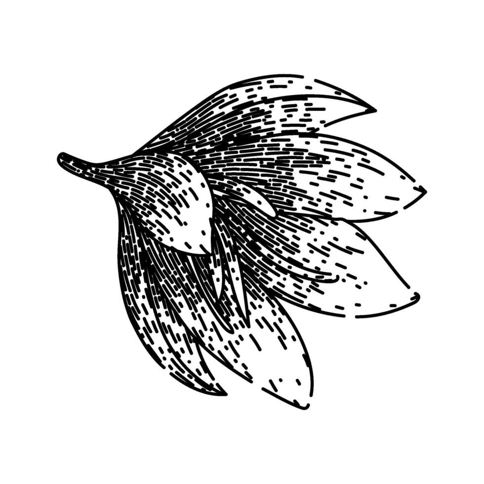crocus saffron sketch hand drawn vector